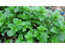 Ladda upp bild till gallerivisning, Pepparmynta