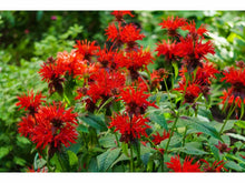 Lataa kuva Galleria-katseluun, Punaväriminttu