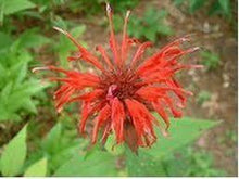 Lataa kuva Galleria-katseluun, Punaväriminttu