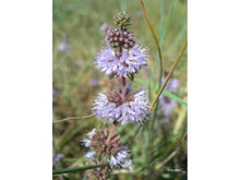 Ladda upp bild till gallerivisning, Polsk mynta