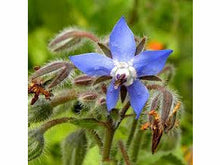 Lataa kuva Galleria-katseluun, Kurkkuyrtti