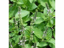 Ladda upp bild till gallerivisning, Heliga basilikan