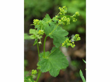 Lataa kuva Galleria-katseluun, Pyökkipoimulehti