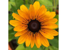 Ladda upp bild till gallerivisning, Sommardagshatt