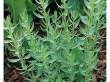 Ladda upp bild till gallerivisning, Dragon