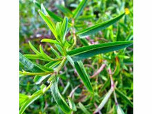 Ladda upp bild till gallerivisning, Dragon