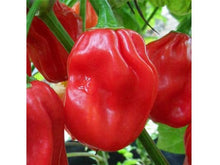 Ladda upp bild till gallerivisning, Habanero Röd