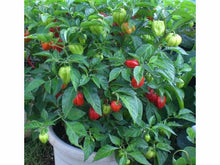 Ladda upp bild till gallerivisning, Habanero Röd