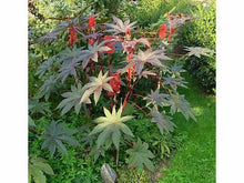 Lataa kuva Galleria-katseluun, Risiini