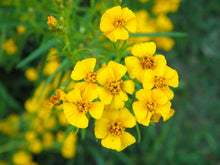 Lataa kuva Galleria-katseluun, Rohtosamettikukka