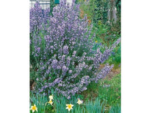 Lataa kuva Galleria-katseluun, Rosmariini