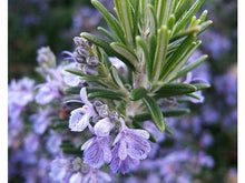 Lataa kuva Galleria-katseluun, Rosmariini