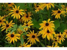 Ladda upp bild till gallerivisning, Sommardagshatt