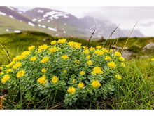 Lataa kuva Galleria-katseluun, Ruusujuuri