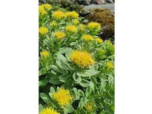 Lataa kuva Galleria-katseluun, Ruusujuuri