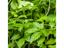 Lataa kuva Galleria-katseluun, Rypälekurkku