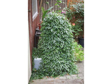 Lataa kuva Galleria-katseluun, Rypälekurkku