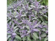 Lataa kuva Galleria-katseluun, Ryytisalvia