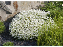 Lataa kuva Galleria-katseluun, Patjarikko