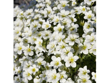 Lataa kuva Galleria-katseluun, Patjarikko