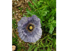 Ladda upp bild till gallerivisning, Silkesvallmo