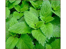 Ladda upp bild till gallerivisning, Citronbalsam