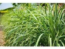 Ladda upp bild till gallerivisning, Citrongräs