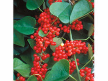 Ladda upp bild till gallerivisning, Balsamranka, Citronranka