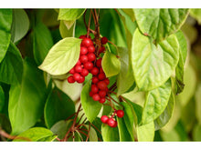 Ladda upp bild till gallerivisning, Balsamranka, Citronranka