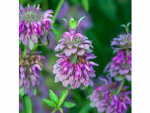 Ladda upp bild till gallerivisning, Citronfärgad mynta