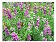 Ladda upp bild till gallerivisning, Citronfärgad mynta