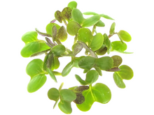 Lataa kuva Galleria-katseluun, Sinapin siemenet idut