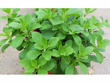 Lataa kuva Galleria-katseluun, Stevia