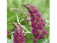 Lataa kuva Galleria-katseluun, Syyssyrikkä