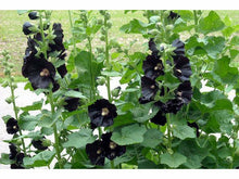 Lataa kuva Galleria-katseluun, Tarhasalkoruusu