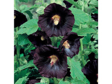 Lataa kuva Galleria-katseluun, Tarhasalkoruusu