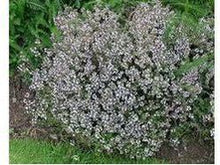 Lataa kuva Galleria-katseluun, Luomu Tarhaajuruoho (timjami)