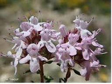 Lataa kuva Galleria-katseluun, Luomu Tarhaajuruoho (timjami)