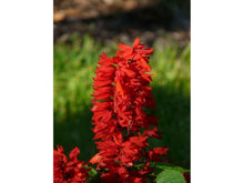 Lataa kuva Galleria-katseluun, Tulisalvia