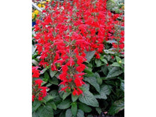 Lataa kuva Galleria-katseluun, Tulisalvia