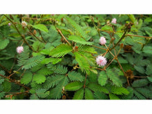 Ladda upp bild till gallerivisning, Känns bra