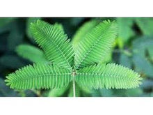 Ladda upp bild till gallerivisning, Känns bra