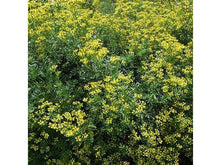 Ladda upp bild till gallerivisning, Doftpulver