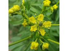 Ladda upp bild till gallerivisning, Doftpulver