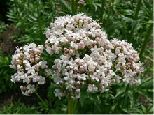 Lataa kuva Galleria-katseluun, Rohtovirmajuuri, Valeriana