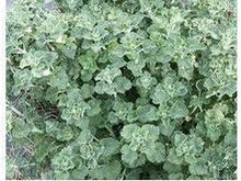 Ladda upp bild till gallerivisning, Vit järnek mynta