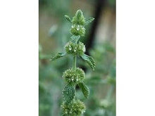 Ladda upp bild till gallerivisning, Vit järnek mynta