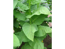 Ladda upp bild till gallerivisning, Vavilov