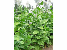 Ladda upp bild till gallerivisning, Vavilov