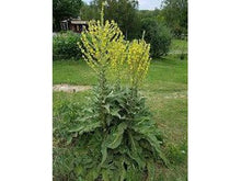 Lataa kuva Galleria-katseluun, Pustantulikukka